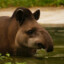 Tapir