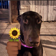 送你一朵小黄花