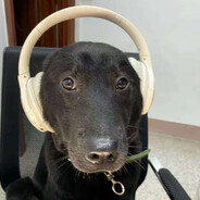 三天不打上房揭瓦