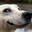 1Dog