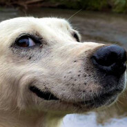 1Dog