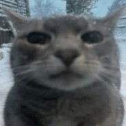 ILikeCats