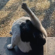 兔子的原味薯片