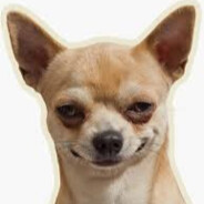 Don't mess with Chihuahua