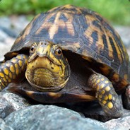 Gob the turtle