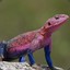 Rainbow Lizard