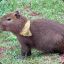 λ | Capivara