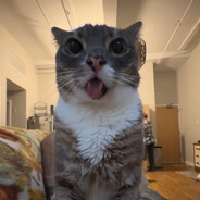 лоутаб под защито