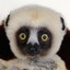 Zoboomafoo