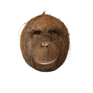 граф трахула