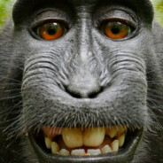 I suck dicks for apples