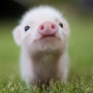 PiggiCZ