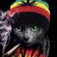 GATO MACONHA