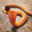 Mr_Python