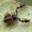 dupa kleszcza przud skorpiona 
