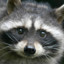 ATrashyRaccoon