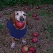 Миша квадробер