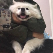 AAA专业叉车徐姐