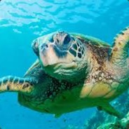 Bill the Turtle (Hen)