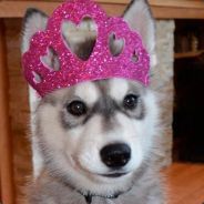 cute puppy princess - steam id 76561197960468361