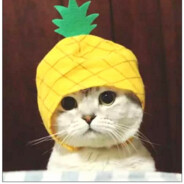 菠萝猫猫头QAQ