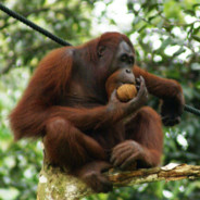 Maurice the Orangutan