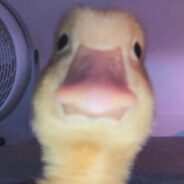Stupid Duck
