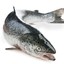 Salmão