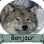 French Wolf