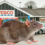 Fresh Rat From Tesco