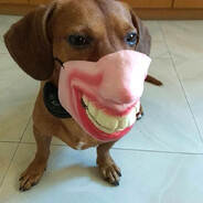 whatthedogdoing
