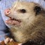 Toss &#039;em Opossum