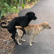 爆甲喊1D、全員回大廳