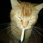 weed cat