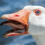 Goose