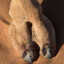 camel toe