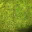 Moss