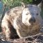 wombat