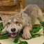 wolfpuppy11