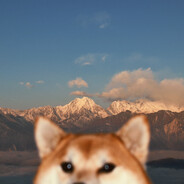 菜鸟驿站斯犬家