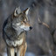 wolfbitez