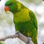 EarthGreenBird