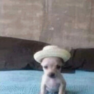 奶牛花纹小狗狗