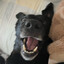 Black Bear