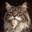 ✪ Wise Cat