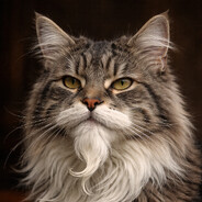 ✪ Wise Cat
