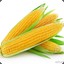 kernel_corn 3