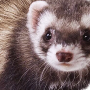 Ferret
