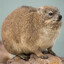 LPenguinK