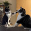 MeowchwitzSurvivor